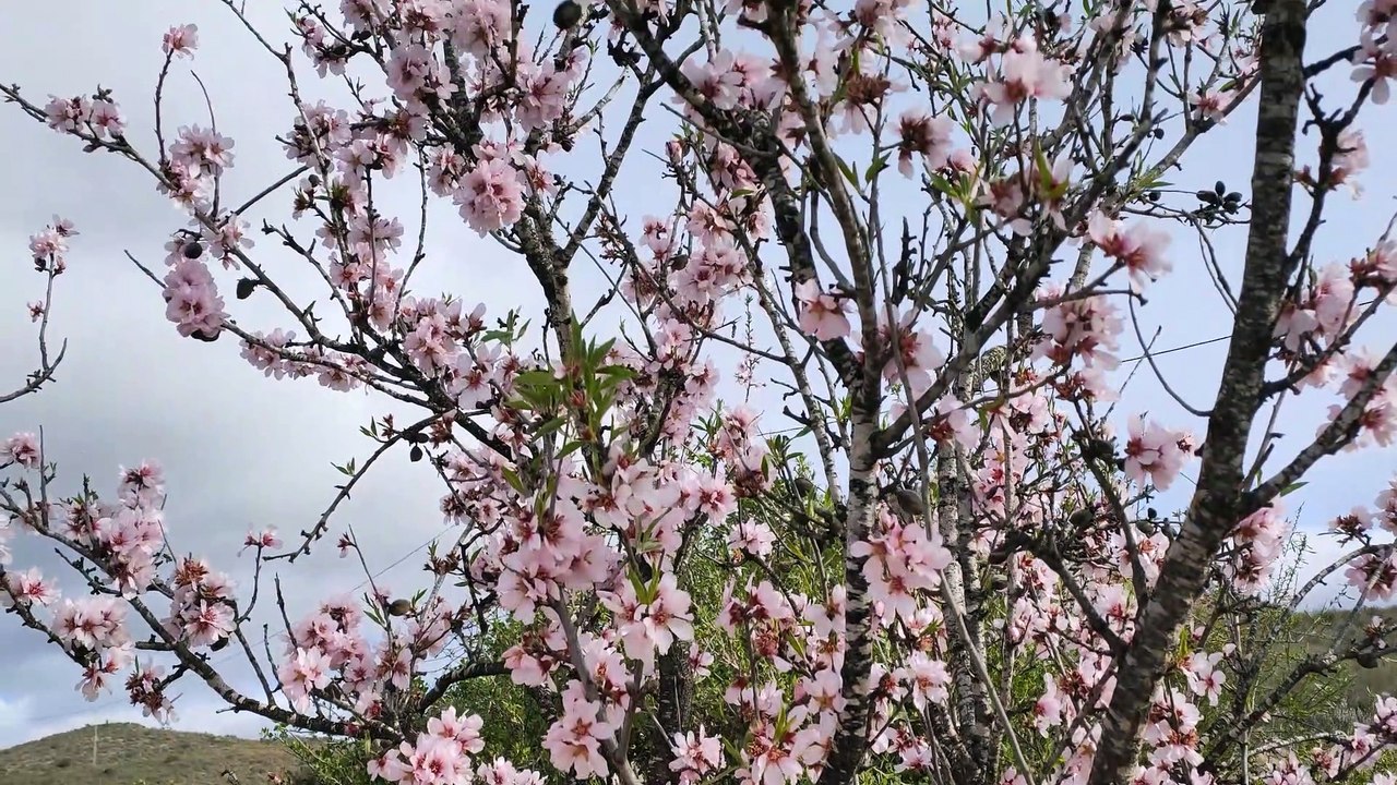 ALMENDROS EN FLOR EN PLENO INVIERNO - PARECE PRIMAVERA