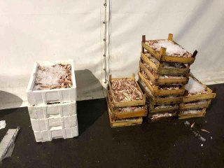 İstanbul'da su ürünleri denetiminde köpek balığı ele geçirildi