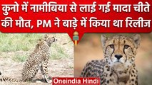 Namibian Cheetah Died: Kuno में Namibia से लाई मादा चीते की मौत, 5 साल की थी Sasha | वनइंडिया हिंदी