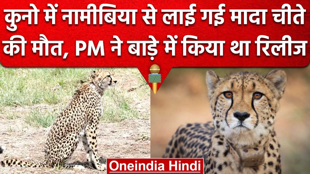 Namibian Cheetah Died: Kuno में Namibia से लाई...