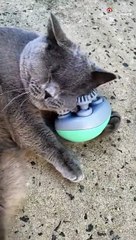 Ce chat sait comment se relaxer