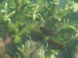 Snorkeling à Koh Yao (Thailande Krabi)