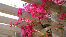 Best Climbing Plants for Your Trellis or Pergola