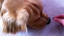 Dog Patiently Waiting for a Treat While Drooling -- The cutest video on YouTube.