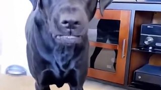 Aww Funny Dogs Part-4