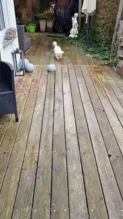 Always Wipe Your Paws