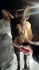 Moose Enjoys Making Friends With Humans