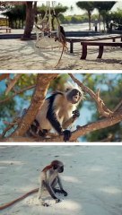 The Hilarious Hijinks of Hank the Monkey: Going Viral with Laughter_Funny Videos