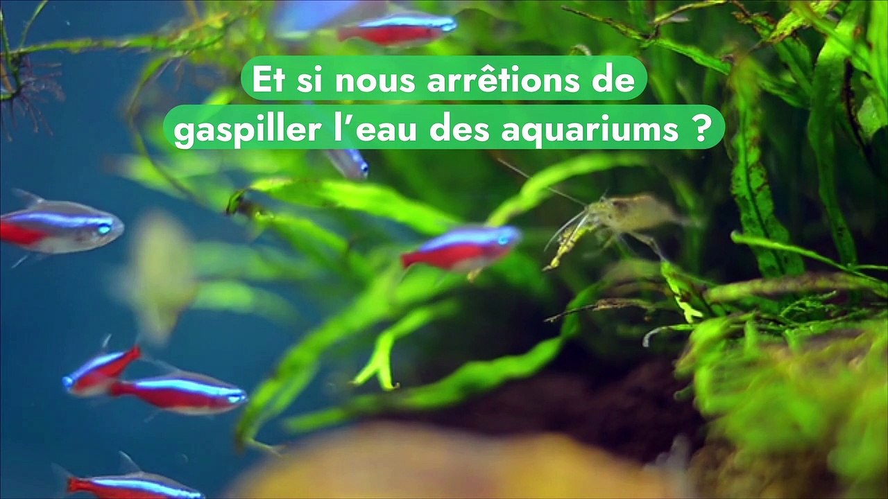 Faire pousser ses plantes plus vite grâce à l’eau des poissons