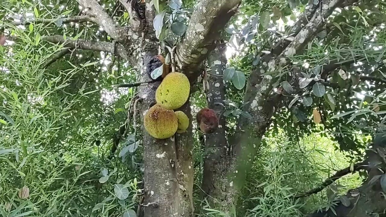 ATRÁS DESSE PÉ DE JACA TEM 2 CASAS ABANDONADAS