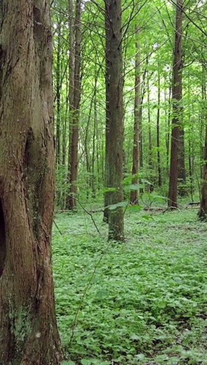 Tech Gadget UGC Video Example