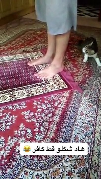 Funny Video