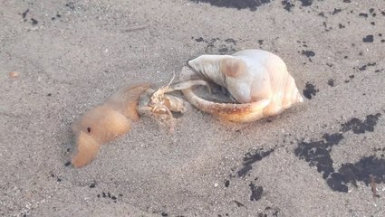 Thieving hermit crab attempts to steal another’s shell