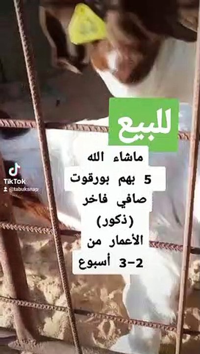 اوزان ماعز البور " البورقوت " في جنوب افريقيا