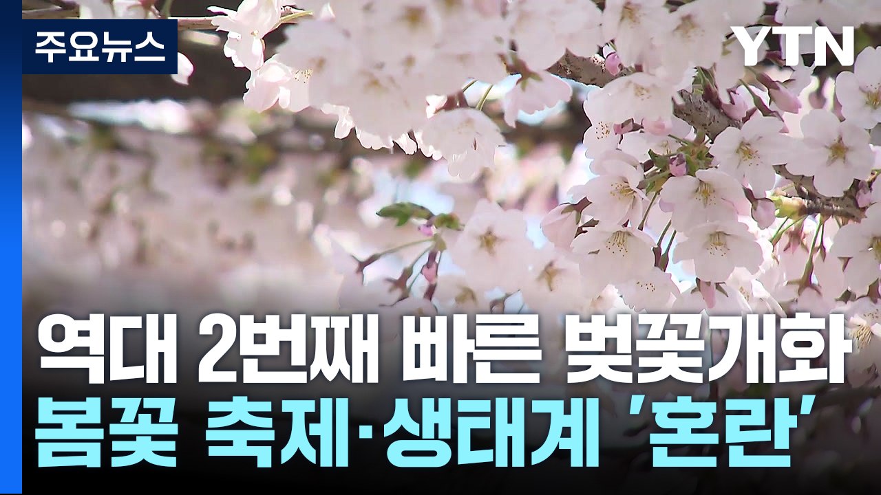 [날씨] 역대 2번째 빠른 벚꽃 개화...봄꽃 축제·생태계 '혼란' / YTN