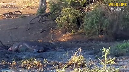 Unlucky! 45 Creepy Moments Animals Stuck In The Mud @swagwildlifemoments