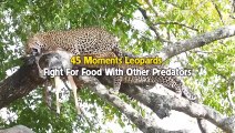 Top 45 Moments Leopards Fight For Food With Hyena, Lion, Wild Dogs