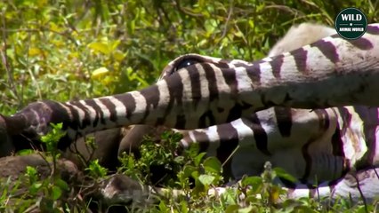 The Lion Rips The Zebra's Body With Its Devil Claws - Wild Animal World