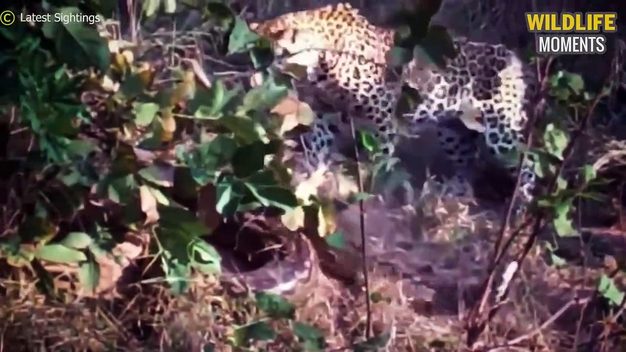 Stupid Python Tries To Swallow Porcupine & 45 Moments Predator Messed With Porcupine (2)