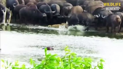 Sloth Bear Makes Tiger Panic & 45 Stupid Lion, Tiger, Leopard Hunting Failed (2)