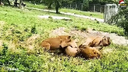Real Life Lion King & 45 Cruel Moments Lions Were Attacked To Dea.th