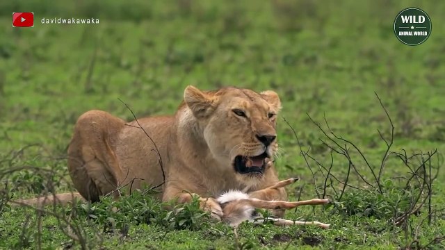 Oh My God ! 15 Times Lion Target Newborn Preys That Going To Give You Anxiety