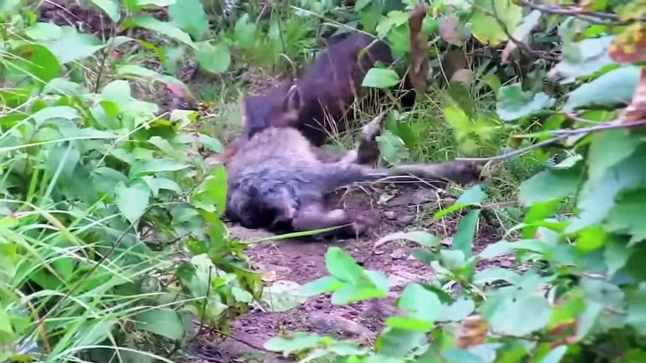 Marten Attack Rabbit Four Times Its Weight & 45...