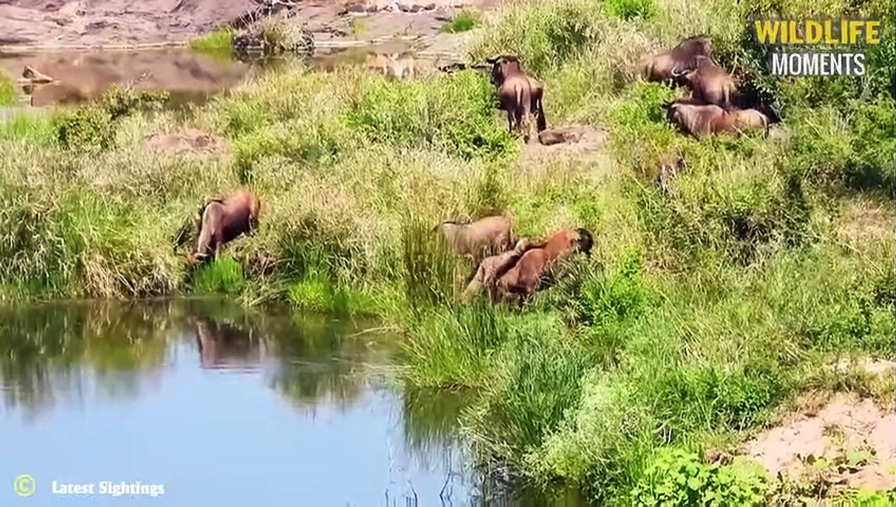 45 Wild Moments Crocodile Attacks & Swallow Everything