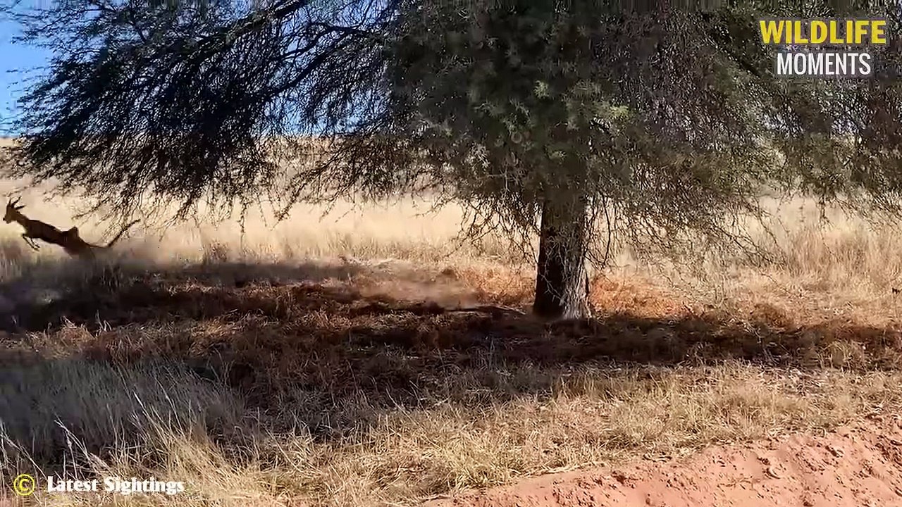 45 Unexpected Moments When Leopard Attack Prey @swagwildlifemoments