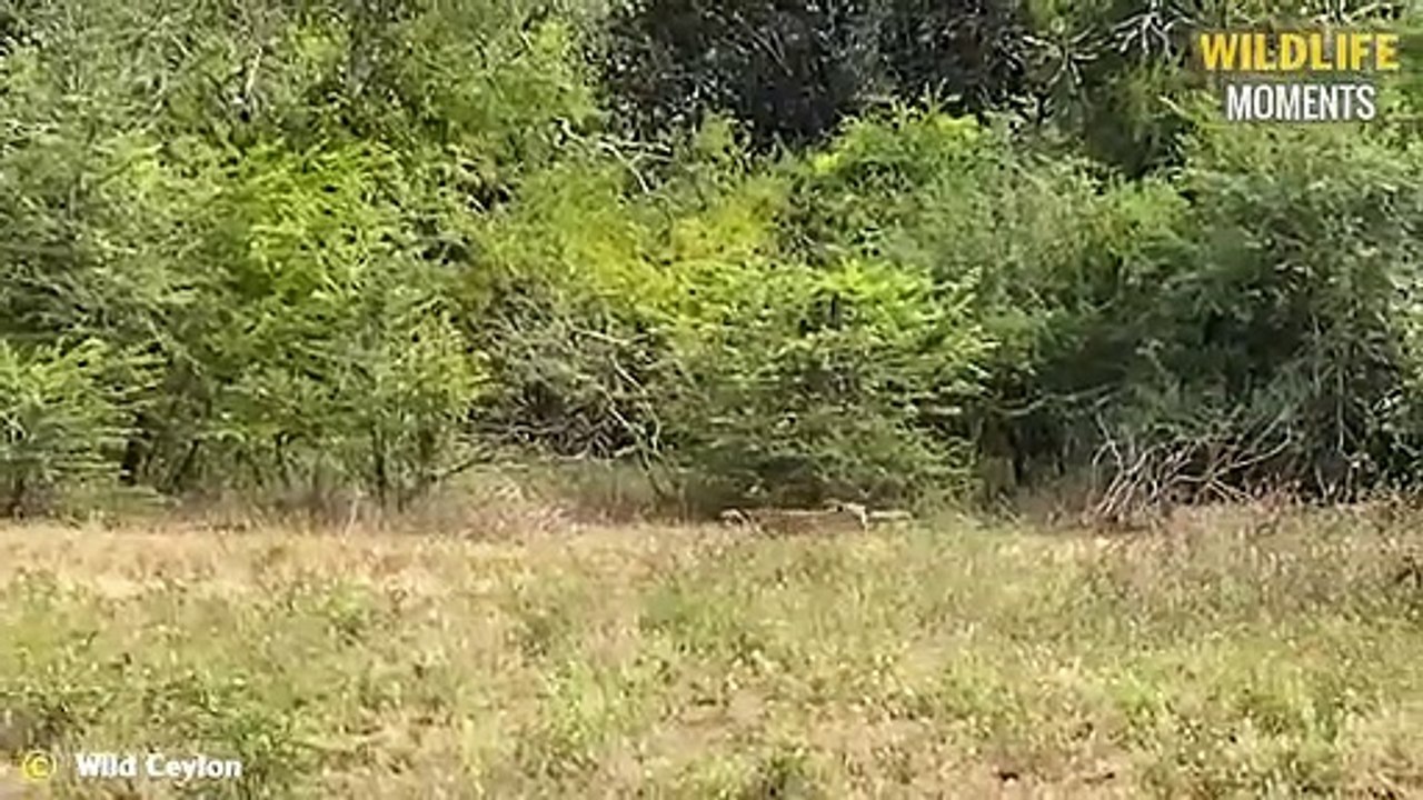 45 Unexpected Moments When Leopard Attack Prey @swagwildlifemoments (2)