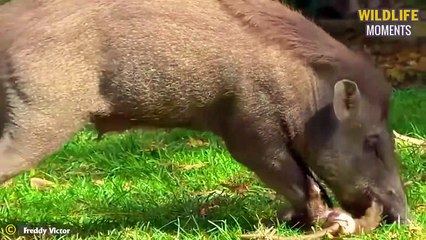 45 Terrifying Moments Monkey Become A Meal For Lion, Leopard, Crocodile