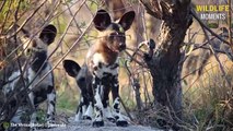 45 Scary Moments Wild Dog Get Injured and Becomes Prey @swagwildlifemoments