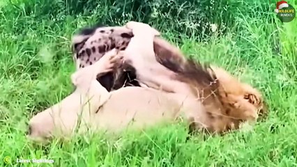 45 Mercilessly Moments Male Lion Attack Their Prey And Other Predator