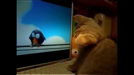 Funny cats 2015 try not to laugh   funny videos animal compilation