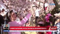 Cherry Blossoms, in full bloom sa Washington D.C. | UB
