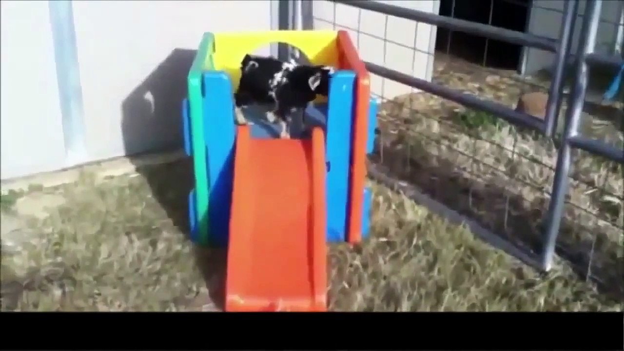 New Funny Videos Vines Funny Pranks Funny Fails Funny Vines (2)