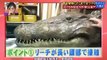 [Engsub] Funny Japanese Pranks Humans vs Crocodile