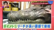 [Engsub] Funny Japanese Pranks Humans vs Crocodile