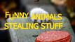 Funny animals stealing stuff   Cute animal compilation   funny pets   funny pets videos