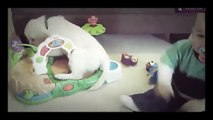 Cute  funny Baby Videos - Funny  Babies Playing with cats- cute Baby Compilation