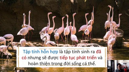 Sinh 11 - Bài 31 Tập tính của động vật