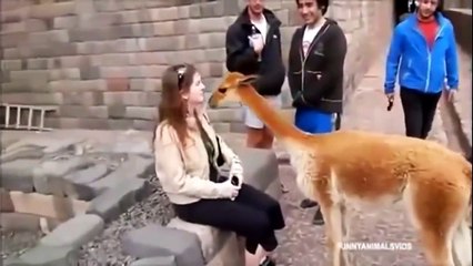 Funny Videos Animals Remix Compilation   Funny Cats Videos   Funny Cat   Funny Animal Videos 2015