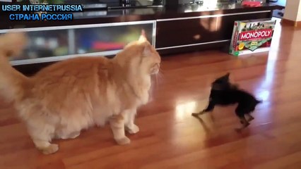 Funny Animals Video   Funny Animal Videos Ever  Funny Videos 2015   Funny Cats Funny Cat Videos