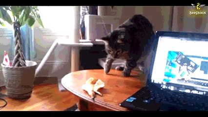 The Biggest - Cat Fails of 2016