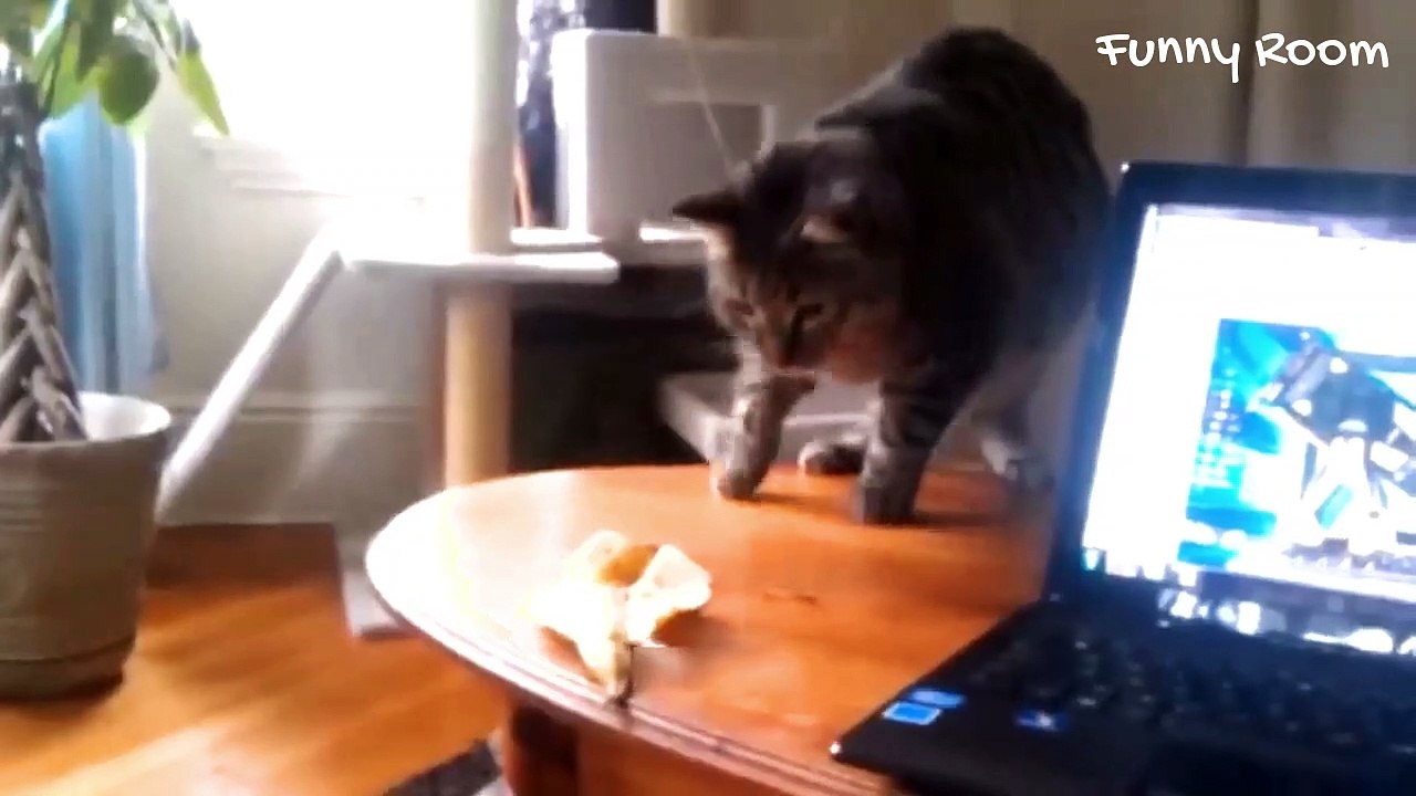 Laugh Nonstop - Funniest Cat Videos In The World | Funny Animal Videos