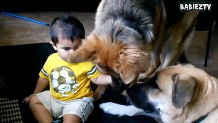 Big  Dogs Playing with Babies Compilation 2016 [NEW HD VIDEO]