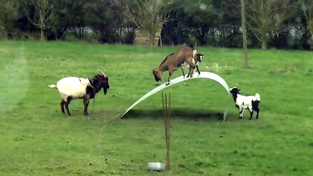 Funny animal 2015- Goats entertainment, Play funny