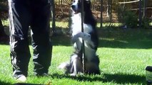 Nana the Border Collie Performs Amazing Dog Tricks -