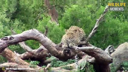 45 Incredible Moments When Big Cats Get Injured From Hunting Failure @swagwildlifemoments (2)