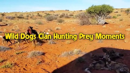 45 Brutal Moments Pack Of Wild Dogs Hunting Prey That Make You Panic